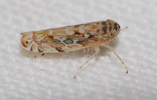 Paralimnus sp.